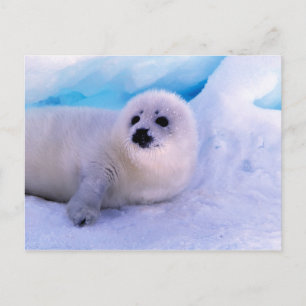 Little Harp Seal Pup bekleed in Snowflakes Briefkaart