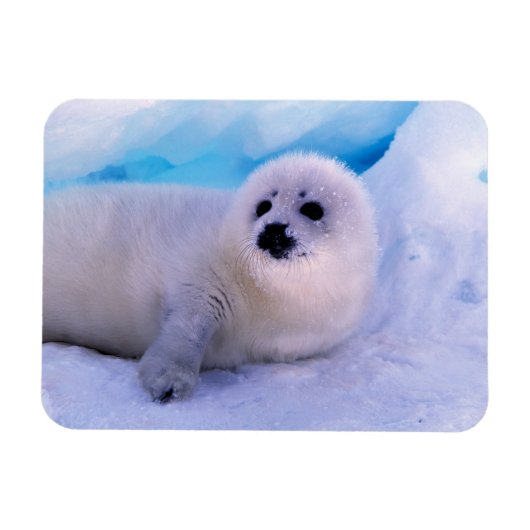 Little Harp Seal Pup bekleed in Snowflakes Magneet (Horizontaal)