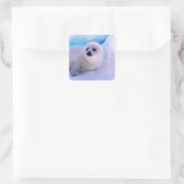 Little Harp Seal Pup bekleed in Snowflakes Vierkante Sticker (Tas)