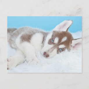 Little Husky Puppy Laying on a Blanket Briefkaart