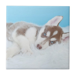 Little Husky Puppy Laying on a Blanket Tegeltje