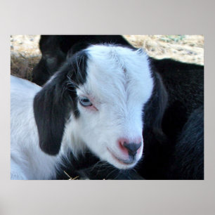 Little Kind Face Poster