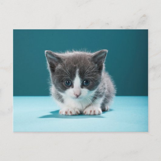 Little Kitten Briefkaart (Voorkant)