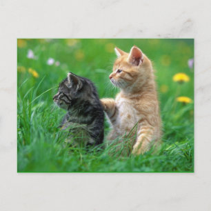 little_kittens (26) de katten schattige verward briefkaart
