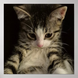 Little kitty poster