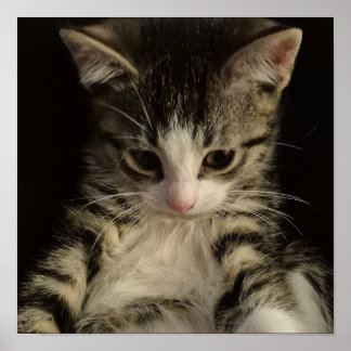 Little kitty poster