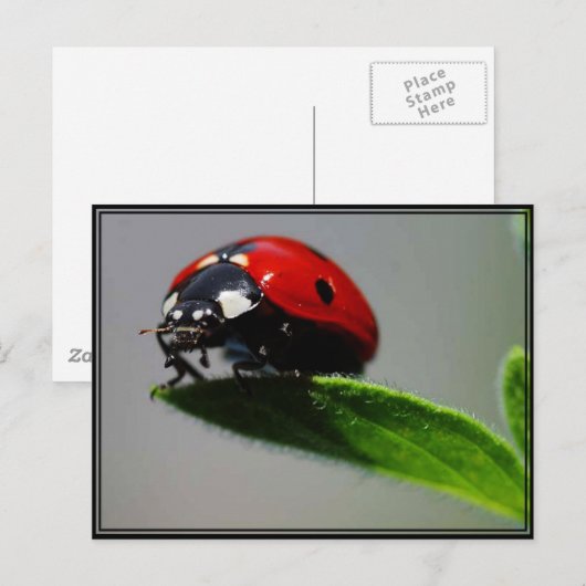Little Ladybug Briefkaart (Voorkant / Achterkant)