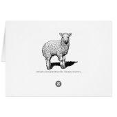 Little Lamb (Achterkant Horizontaal)