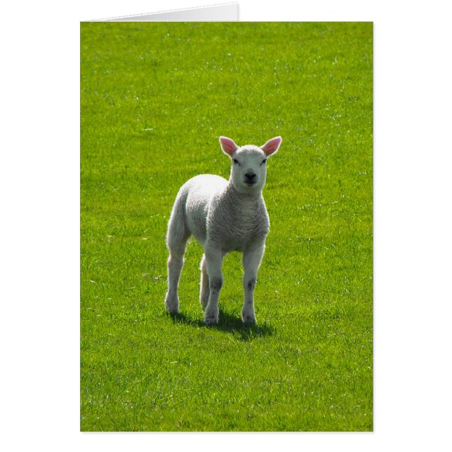 Little Lamb (Voorkant)