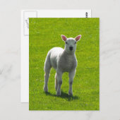 Little Lamb Briefkaart (Voorkant / Achterkant)