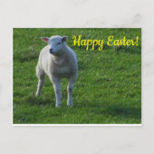 Little Lamb Briefkaart (Voorkant)