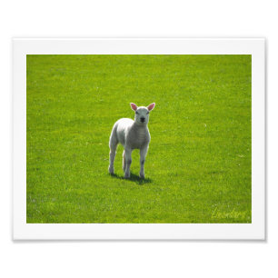 Little Lamb Foto Afdruk