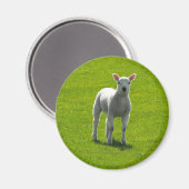 Little Lamb Magneet (Voorkant / Achterkant)
