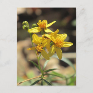 Little Lemon Head Wildflower Briefkaart