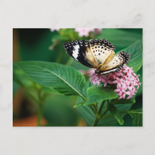 Little Leopard Wings Briefkaart