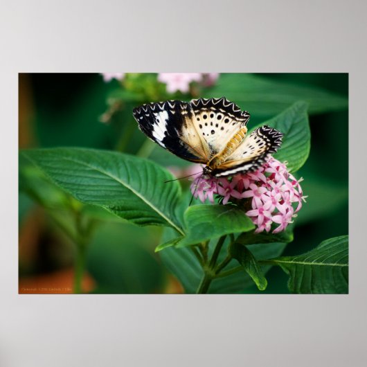 Little Leopard Wings Print (Voorkant)