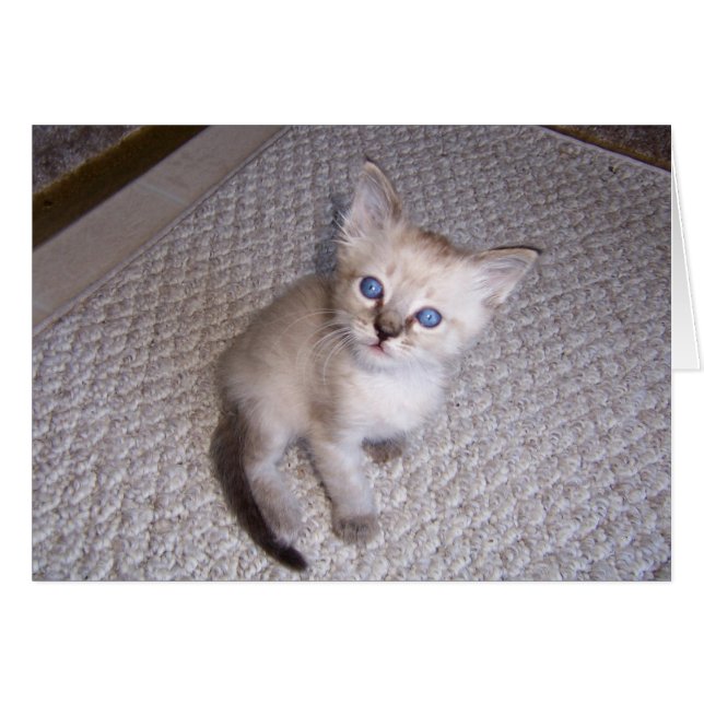 Little Louie Kitten Cat (Voorkant Horizontaal)