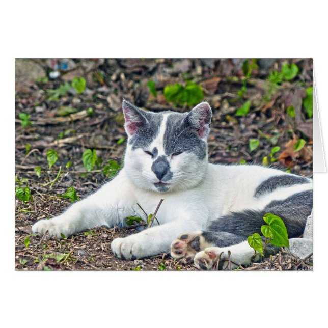 Little Mister Pants (Devant horizontal)