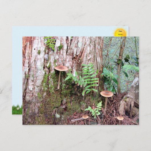 Little Mushrooms Briefkaart (Voorkant / Achterkant)
