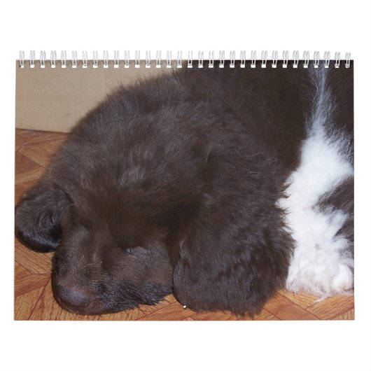 Little Newfie Girl Kalender (Hoes)