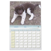 Little Newfie Girl Kalender (Jan 2026)