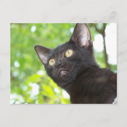 Little Nitt zoekend Briefkaart (Voorkant)