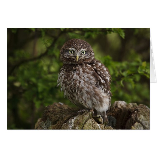 Little Owl (Devant horizontal)