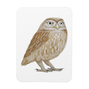Little Owl 2011 Magneet