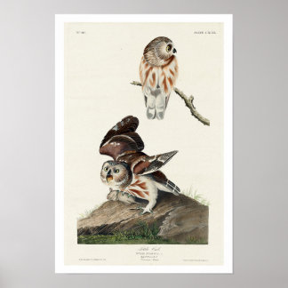 Little Owl by Audubon Poster