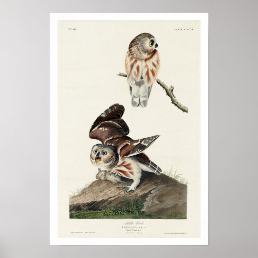Little Owl par Audubon Poster (Devant)
