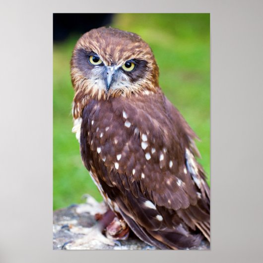 Little Owl Poster (Voorkant)