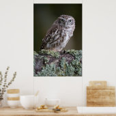 Little Owl Poster (Keuken)