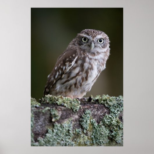 Little Owl Poster (Voorkant)