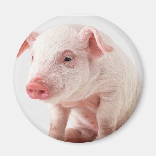 Little Pig Magneet (Voorkant)