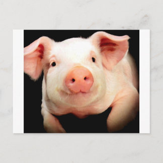 Little Piggy Briefkaart