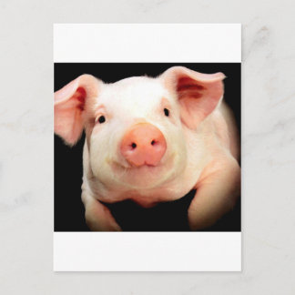 Little Piggy Briefkaart