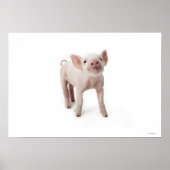 Little Piglet Poster (Voorkant)