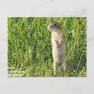 Little Prairie Creatures Briefkaart