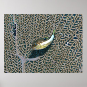 Little Puffer en Fan Coral Poster