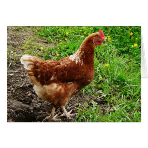 Little Red Chicken - Free Range Egg Layer