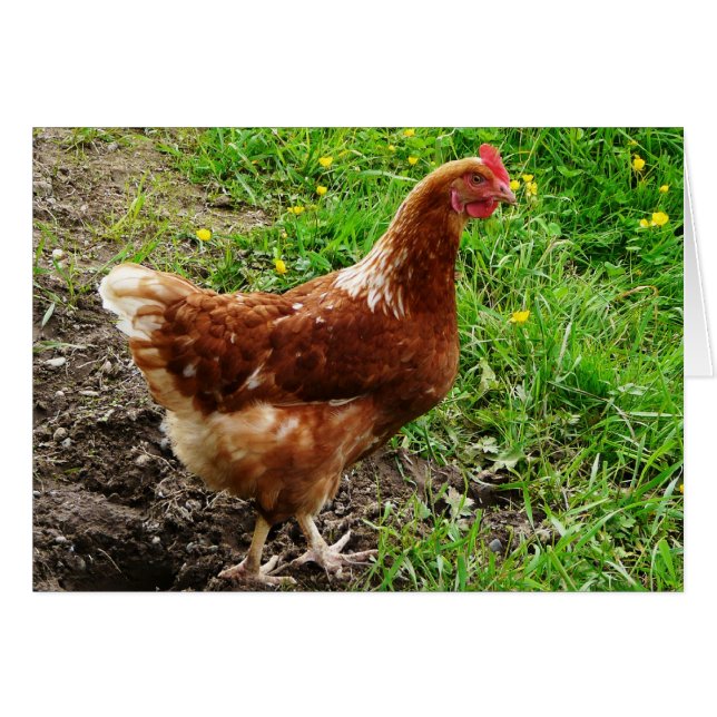 Little Red Chicken - Free Range Egg Layer (Voorkant Horizontaal)