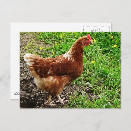 Little Red Chicken - Free Range Egg Layer Briefkaart (Voorkant / Achterkant)