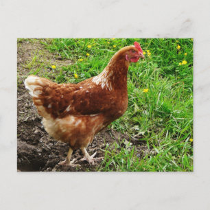 Little Red Chicken - Free Range Egg Layer Briefkaart