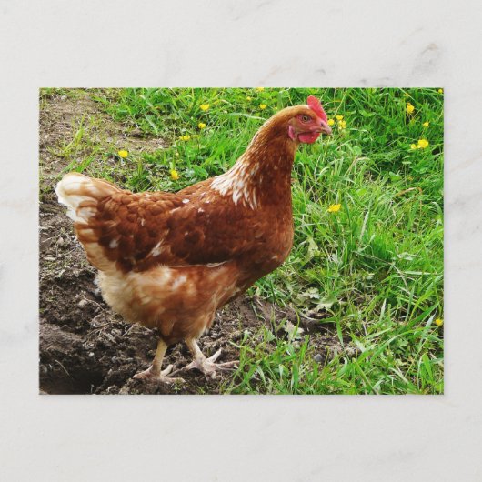 Little Red Chicken - Free Range Egg Layer Briefkaart (Voorkant)