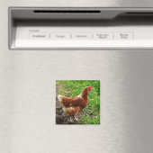 Little Red Chicken - Free Range Egg Layer Magneet (Insitu (Vaatwasser))