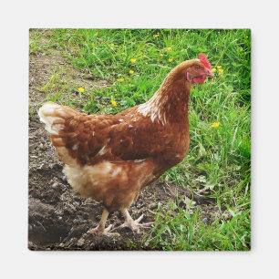 Little Red Chicken - Free Range Egg Layer Magneet