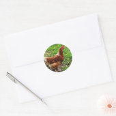 Little Red Chicken - Free Range Egg Layer Ronde Sticker (Envelop)