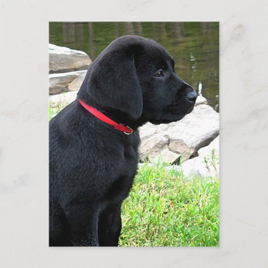Little Red Collar - Black Lab Puppy - Labrador Briefkaart (Voorkant)