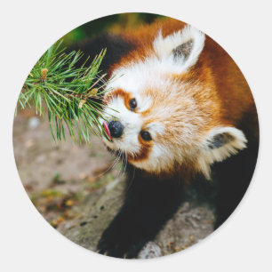 Little Red Panda with Fern - Animal Fotografie Ronde Sticker