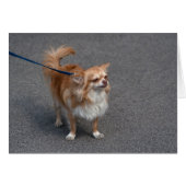 Little Redhead (Devant horizontal)